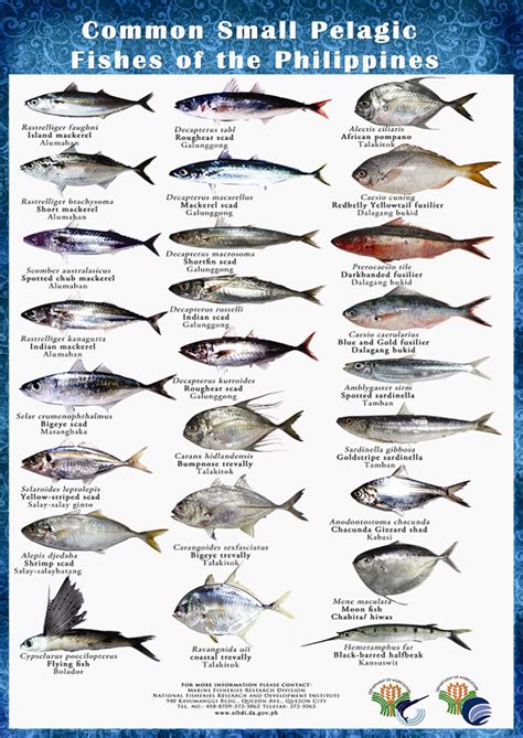 bariles fish|Common and Local Names the Philippines.